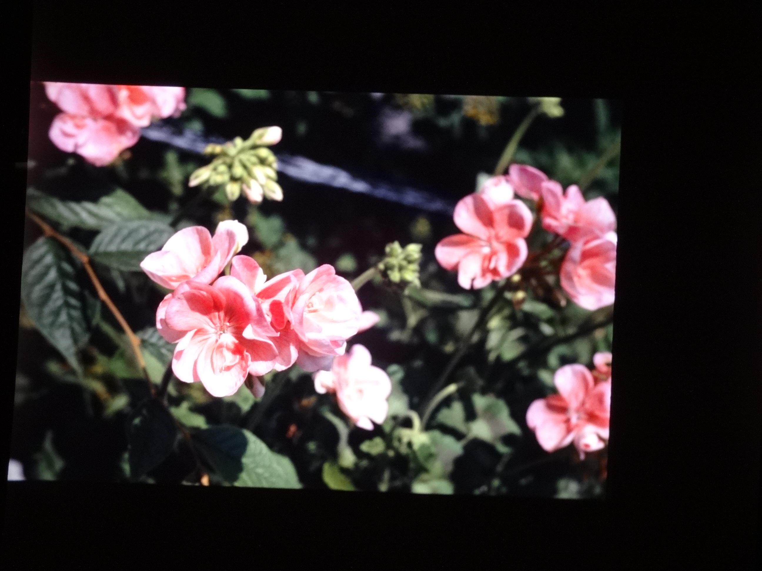 2001_brixe_blumen100___von_Ordner___2001_2002dias_warth_blumen