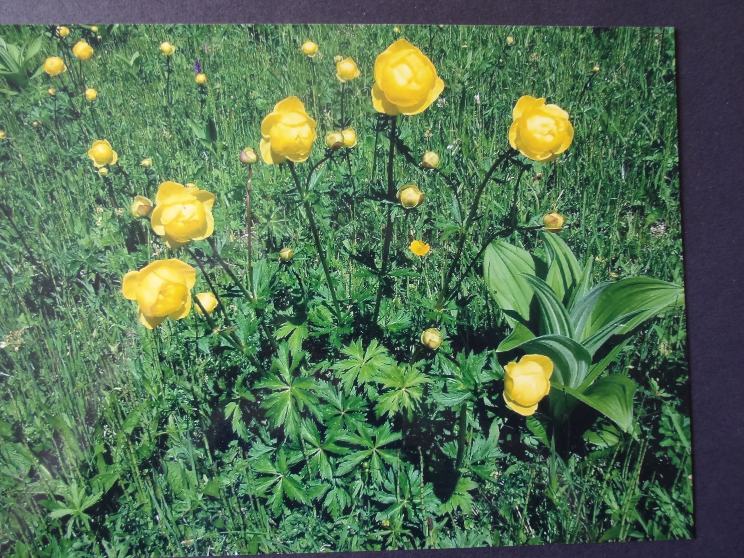 2005_kalender40