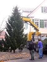 2011weihnachtsbaum050