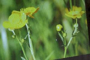 Florafauna04