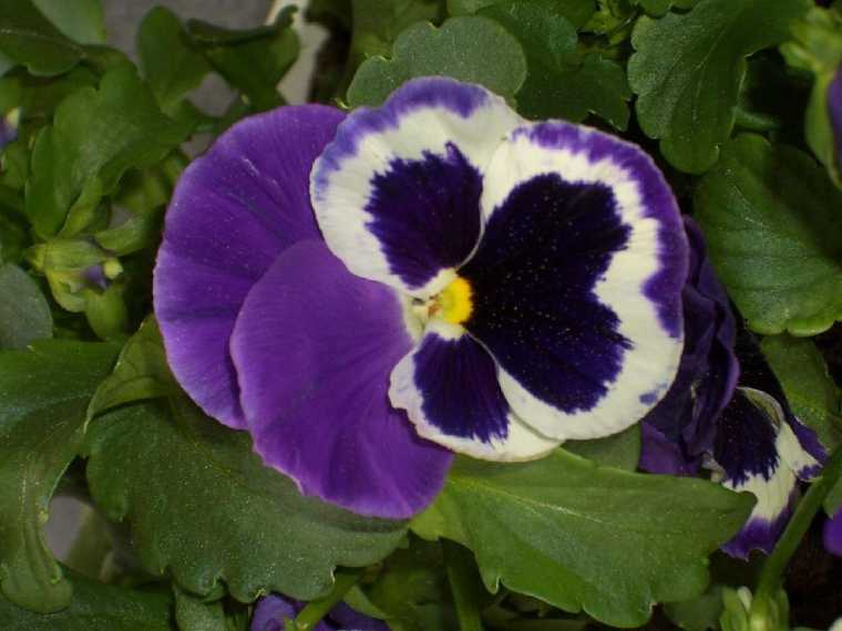 floristik30.jpg