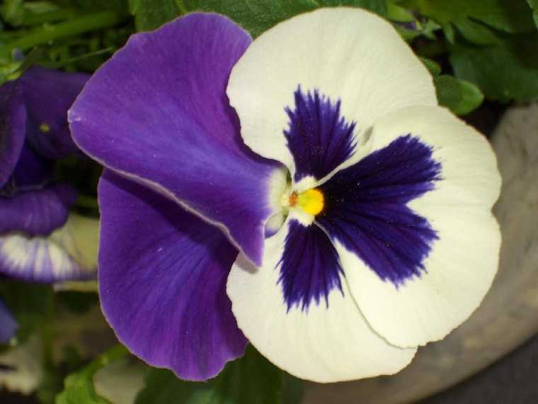 floristik40.jpg